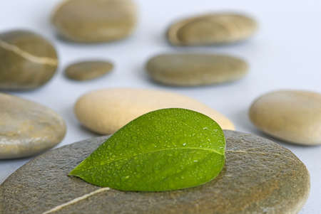 fresh green leaf with drops of water on gray pebbleの写真素材