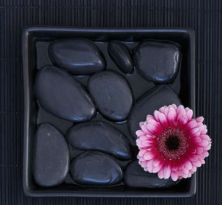 pink gerbera daisy in black bowlの写真素材