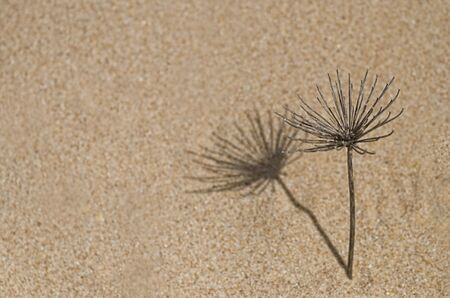 dry flower in the sandの写真素材