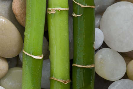 green bamboo on pebbleの写真素材