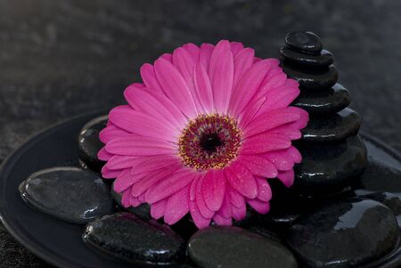 pink gerbera and stone towerの写真素材