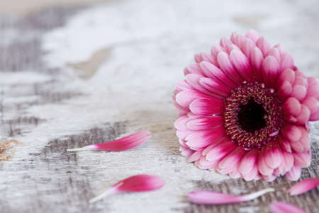 close up of pink gerbera daisyの写真素材