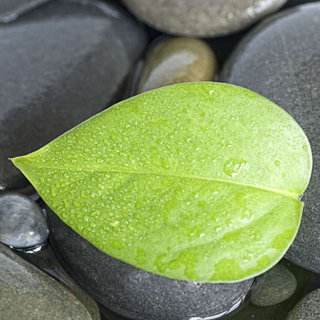 fresh green leaf with drops of water on gray pebbleの写真素材