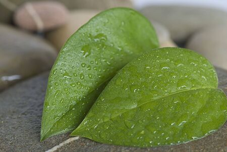 fresh green leaf with drops of water on gray pebble