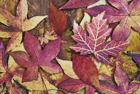 autumn still life with colorful leafsの写真素材