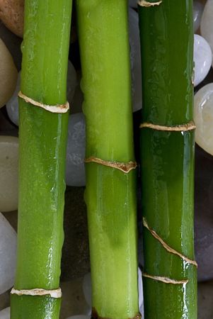 green bamboo on pebbleの写真素材