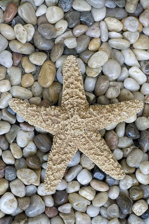 starfish on pebbleの写真素材