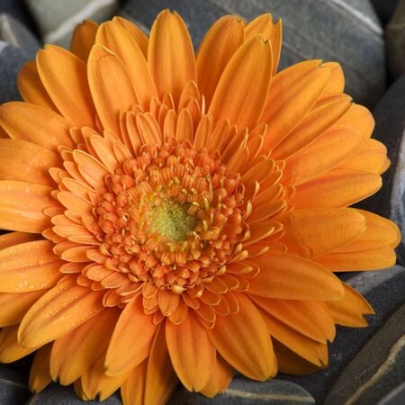 orange gerbera daisy on gray pebbleの写真素材