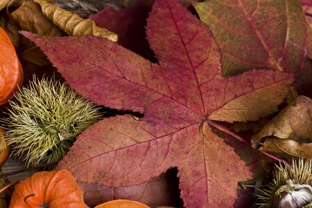 autumn still life 
