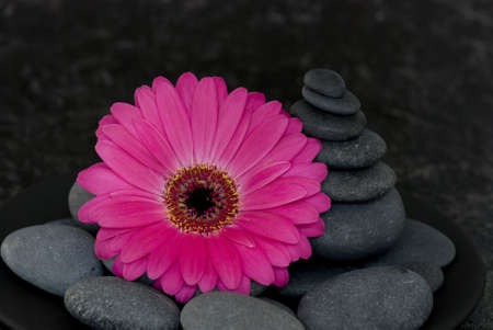 pink gerbera and stone towerの写真素材