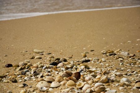 sea shells at the beachの写真素材