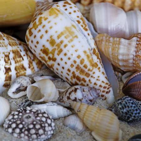 collection of sea shells