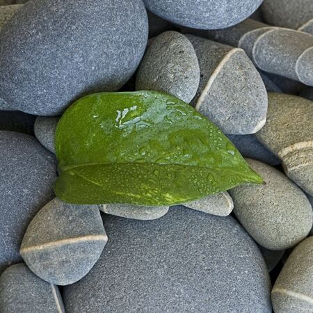 fresh green leaf and gray pebbleの写真素材