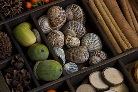 assortment of spices and nature materialsの写真素材