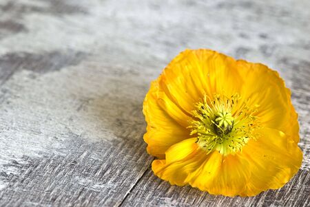 still life with yellow poppy flowerの写真素材