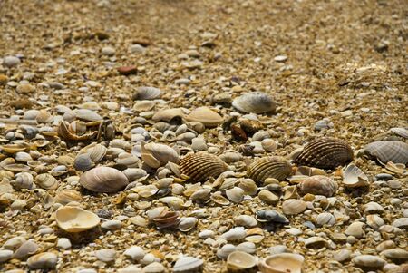 sea shells at the beach