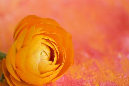 close up of orange ranunculus flowerの写真素材