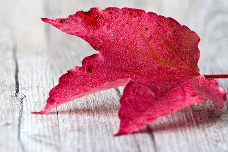 colorful wine leaf on wood background