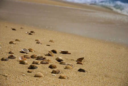 sea shells at the beach