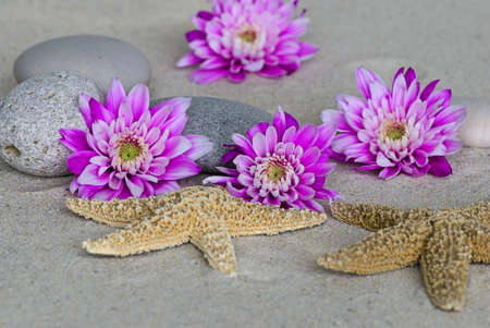 still life with pink flower, starfish and pebbleの写真素材
