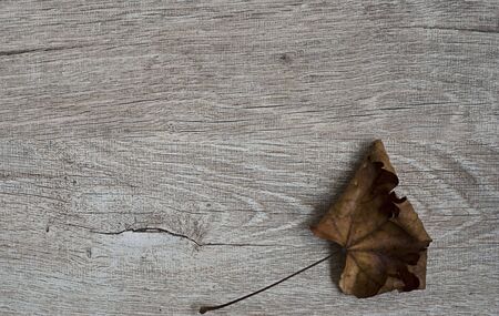 dry leaf on wooden backgroundの写真素材