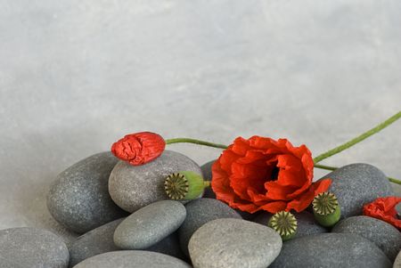 red poppy flower and pebbleの写真素材