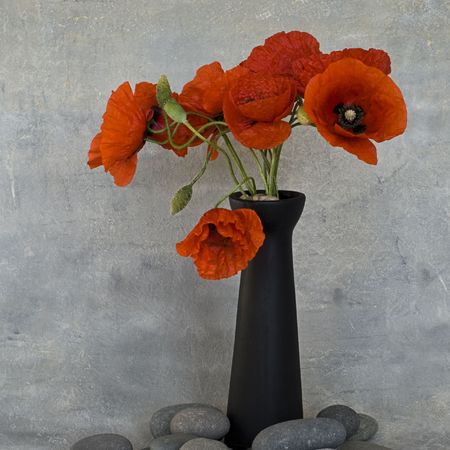 red poppy flower in a vaseの写真素材