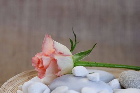 pastel colored rose flowerの写真素材