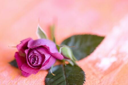 Rose on orange backgroundの写真素材