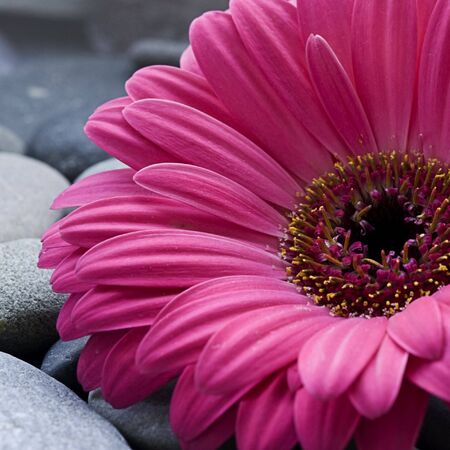 gerbera daisy on pebbleの写真素材