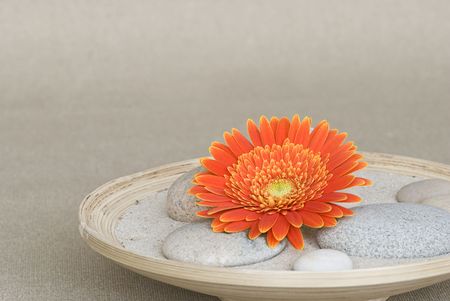 gerbera daisy in bamboo bowlの写真素材