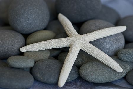starfish on pebble backgroundの写真素材