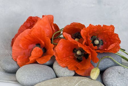 red poppy flower and pebbleの写真素材