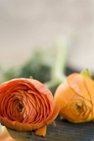 close up of ranunculus flowersの写真素材