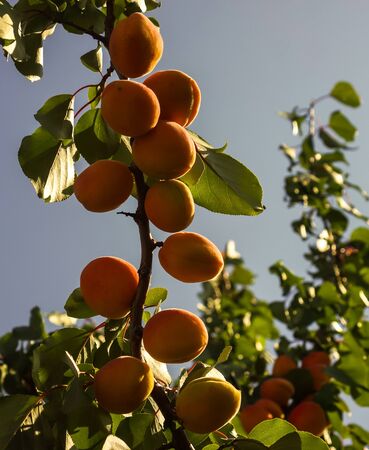 many sweet fresh colorful ripe apricots on branch against green leaves blue sky with clouds in sunshineの写真素材