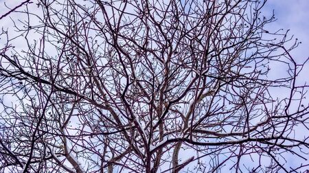 snow on the branches of a tree