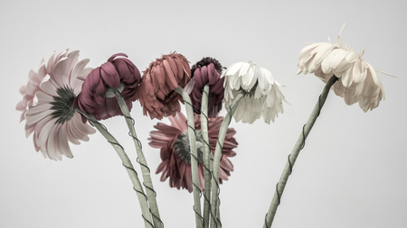 poor gerbera in dull colors stay on white vase in office after big party on vacations. Withered Gerbera stay alone in office on the weekend, office workers forget about flowers and it wiltedの写真素材