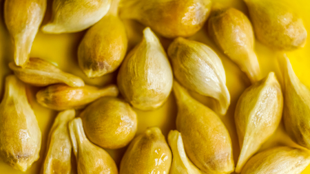 sunshine on many lemon ivory dry seeds lay on light plate. close up of citrus seeds as texture. Citrus seeds isolated on the white backgroundの写真素材