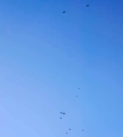 blue sunny sky background with few flying birds. view to small black birds flying against blue sunny...
