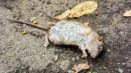 small dead grey wat mouse lay on the grey asphalt against dry autumn leaves. Color photo of a dead mouse on a gray ground as real demonstration of Rodent controlの写真素材