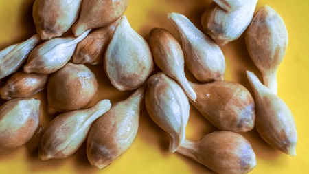 bright sunshine on many lemon ivory dry seeds lay on light plate. close up of citrus seeds as texture. Citrus seeds isolated on the white backgroundの写真素材