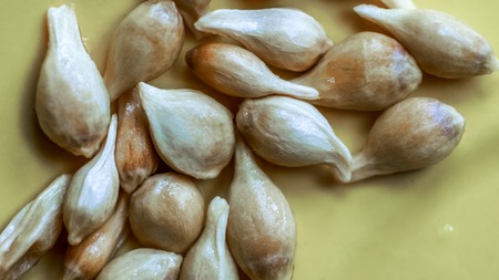 bright sunshine on many lemon ivory dry seeds lay on light plate. close up of citrus seeds as texture. Citrus seeds isolated on the white backgroundの写真素材