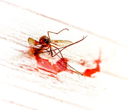 Dead mosquito in Pool of blood against light background. Killed mosquito with lots of human blood. Mosquito as symbol of hot weather in summer season. Parasite with bloodの写真素材