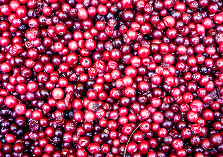natural sweet burgundy red wallpaper of berrie cranberrie close-up. cranberry juice. cranberry whole frame. the set of vitamins in cranberries. the berry grows in the swamp. fresh cranberriesの写真素材