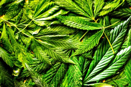many natural fresh big and small cannabis five fingers leaves lay in chaotic. Cannabis marijuana leaf closeup background. Nature background. Vintage toned. Rich luxury happy life with cannabis.の写真素材