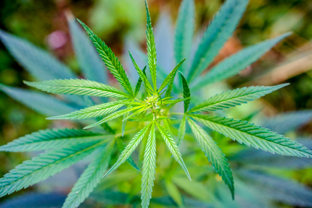 top view to wild high natural organic cannabis plant in sunshine and shadows. Cannabis grows wild in the summer, marijuana leaves. happy life with cannabis. Cannabis plant as future drug.の写真素材