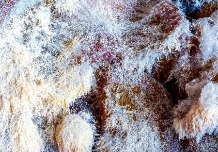 fungus enemy. light coat of ivory fungus as abstract background. Natural lighting and shadow of...