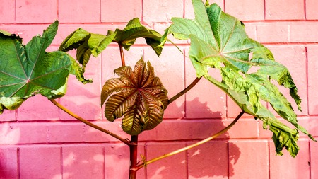 high green potted palm with big leaves on thin leg against pink crimson painted brick wall in sunshine with shadows. Potted plant against pink wall with free place for textの写真素材