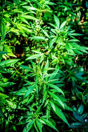 Wild high natural cannabis plant in sunshine and shadows. Cannabis grows wild in the summer, marijuana leaves. happy pink life with cannabis.の写真素材