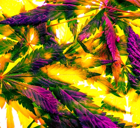 violet club light on golden big and small cannabis five fingers leaves lay in chaotic. Cannabis marijuana leaf closeup background. Nature background. Rich luxury happy life with cannabisの写真素材